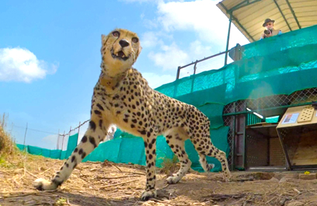 “कूनो” में 12 चीता शावकों का जन्म, अब कुल संख्या हुई 30