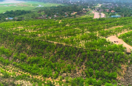 Korba Mining Dump gets its green cover back