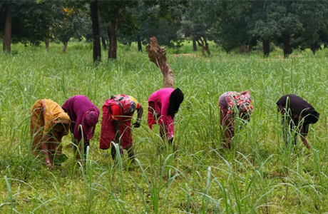 लेमनग्रास की खेती से बदल रही छोटे किसानों की किस्मत