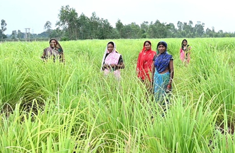 Lemon grass cultivation becomes a better source of alternative income