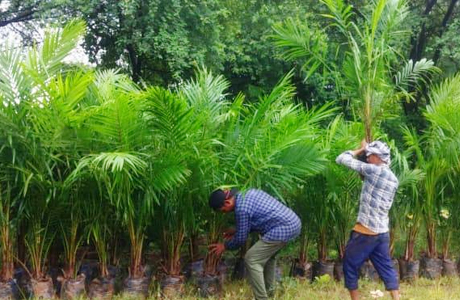 Oil palm keeps generating income for 25 to 30 years