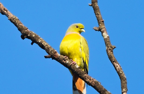 दुर्लभ ऑरेंज-ब्रेस्टेड ग्रीन-पिजन, बर्ड सर्वे के दौरान हुई कैमरे में कैद