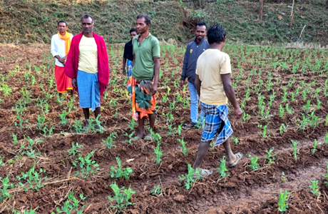 प्रधानमंत्री धन-धान्य कृषि योजना; मटर की खेती से मिली नई दिशा