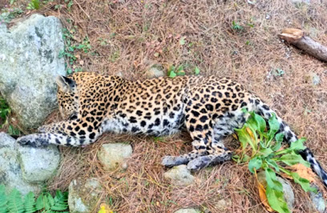 वन विभाग ने अवैध शिकारियों पर नकेल कसने के दिए संकेत