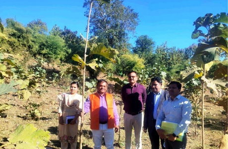 अतिक्रमण मुक्त 12 हेक्टेयर में रोपे 30 हजार सागौन रूटशूट