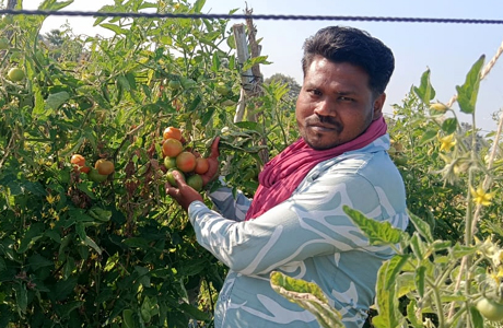 धान से उद्यानिकी; किसान से गालों पर छाई टमाटर की लाली