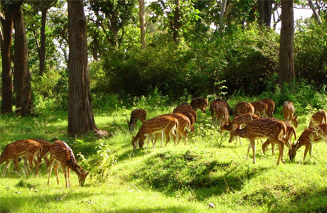 कदम-कदम पर रोमांचित करता है बारनवापारा अभयारण्य