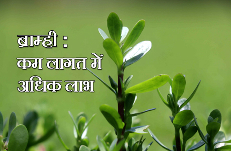 किसानों को भाने लगी ब्राह्मी; लागत कम और कमाई निश्चित