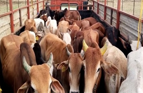 जशपुर में गौवंश की तस्करी, 4 दिन में 95 को बचाया गया