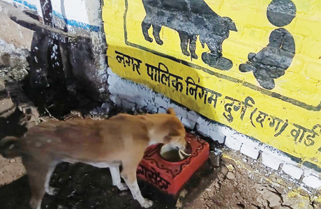 आदेश का अनुपालन : दुर्ग निगम ने बना दिये 60 "श्वान भोज शाला"