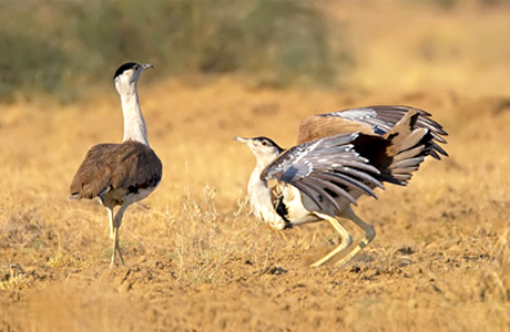 जैसलमेर में बढ़ रही गोडावण की संख्या; 128 से 198 हुई