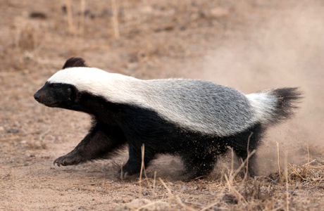 जैव विविधता : मरवाही रेंज में दिखा दुर्लभ वन्यजीव हनी बैजर