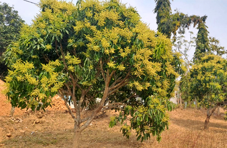 जशपुर की अमराइयों में बौरों की बहार, रिकॉर्ड उत्पादन की उम्मीद