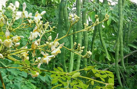 कुरूद कृषि महाविद्यालय में मोरिंगा आधारित परियोजना स्वीकृत