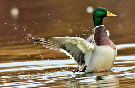 गिधवा टैंक में प्रवासी मल्लार्ड का आगमन, बढ़ी क्षेत्र की पहचान