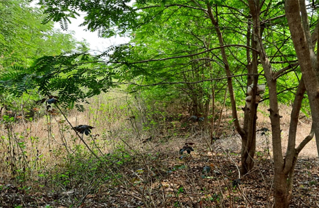 नगरनार क्षेत्र में 3.52 लाख पौधों से बना मानव निर्मित वन