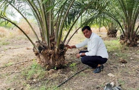 प्रति एकड़ सवा लाख का मुनाफा देती है ऑयल पाम की खेती