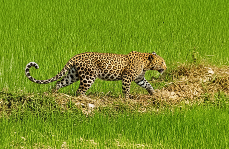 मां से बिछड़कर खेत में घुसा चार माह का तेंदुआ शावक