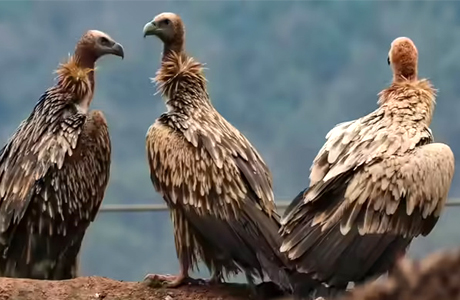 गिद्धों की होगी हाईटेक गिनती, इन प्रजातियों पर फोकस