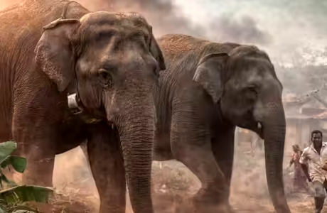 बांधवगढ़ के हाथियों ने चुरहट में डाला डेरा, रेडियो कॉलर ने बताया