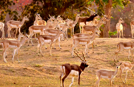 बारनवापारा में काले हिरणों का पुनर्स्थापन: 34 हिरणों को मिला प्राकृतिक आवास