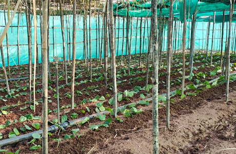 विलुप्त होती पान की खेती के लिए छुईखदान में बना अनुसंधान केन्द्र