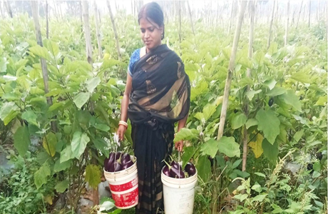 बिहान योजना : सब्जी की खेती-बाड़ी से ममता बनी आत्मनिर्भर
