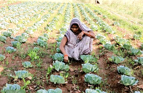 स्व सहायता समूह ने बदले हालात, सब्जी बाड़ी से हुईं आत्मनिर्भर