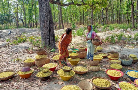 गरीबी का परिचायक नहीं, बल्कि पौष्टिकता और सेहत से भरपूर है महुआ