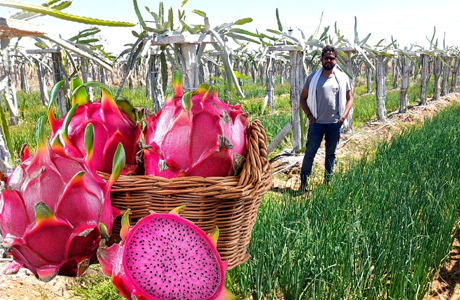 ड्रेगन फ्रूट की उन्नत खेती से प्रति एकड़ 1.25 लाख तक की कमाई