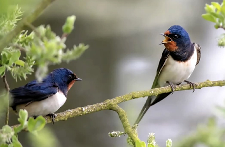 खैरागढ़ के ईको कैंप छिंदारी में ‘बर्डवॉक’ बना आकर्षण का केंद्र