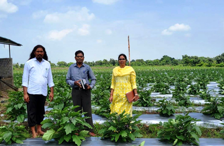 ग्राफ्टेड बैगन से चिंतामणी ने बढ़ाई अपनी आमदनी, 16 लाख कमाए
