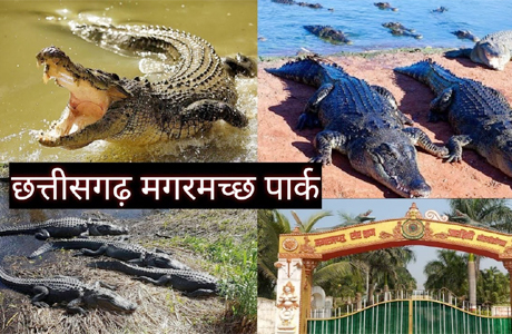 जांजगीर-चांपा में मगरमच्छों का सबसे बड़ा पार्क, कोटमीसोनार