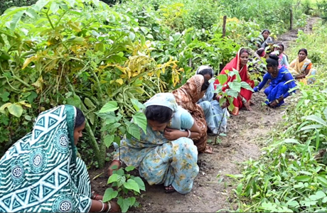 घर की बाड़ी में सिंदूरी, सतावर, अश्वगंधा की खेती से निकली तरक्की की राह