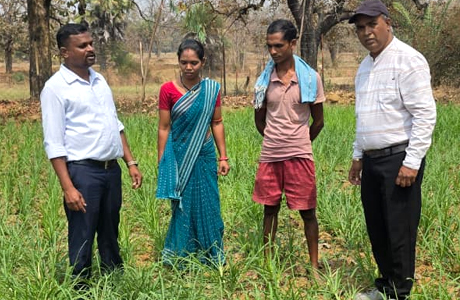 भुलाए गए अनाज "मिलेट्स" से बढ़ रही किसानों की आमदनी