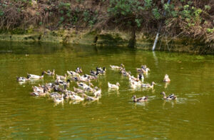 प्रधानमंत्री मत्स्य संपदा : मछली, मुर्गी, सूकर, मक्के से सालाना 6 लाख की आय