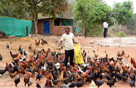 प्रधानमंत्री मत्स्य संपदा : मछली, मुर्गी, सूकर, मक्के से सालाना 6 लाख की आय