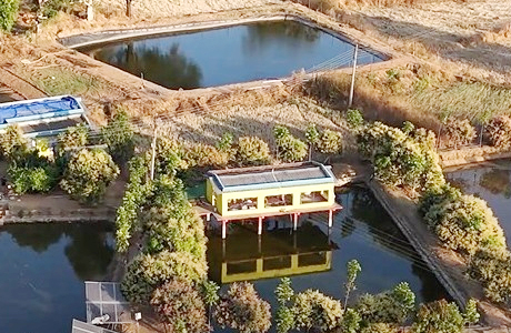 कृषि नवाचार : तालाब के ऊपर बनाया मुर्गी फार्म, और भी लाभकारी हुई खेती