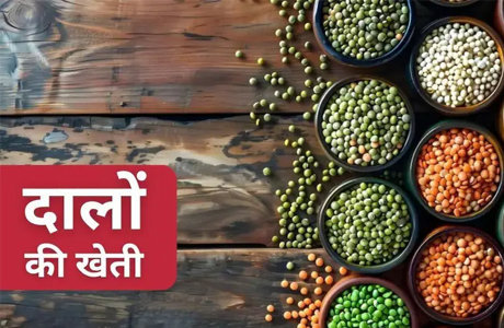 पीएम अन्नदाता आय संरक्षण : दलहन हेतु पंजीयन 31 मार्च तक