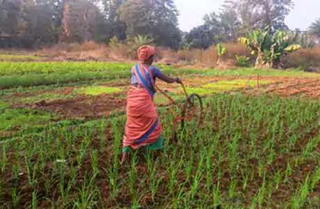 कम बीज, थोड़ा पानी, "श्री विधि" से खेती ने बदली रागी की कहानी