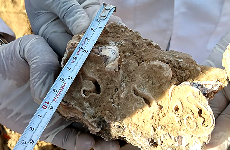 12 मीटर लंबा रहस्यमयी कंकाल! ढाई लाख साल हो सकते हैं जीवाश्म