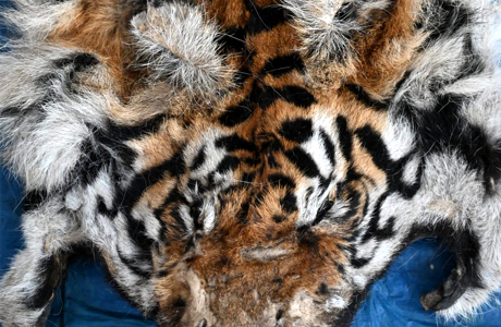 रक्षक खुद बना भक्षक : अवैध शिकार मामले में डिप्टी रेंजर गिरफ्तार