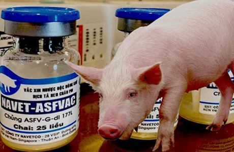 African Swine Fever Vaccine Trial Ambikapur