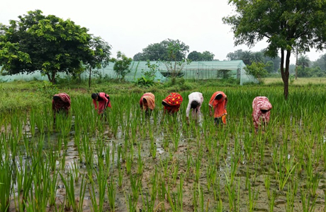 औषधीय पौधों की खेती से महिलाओं के जीवन में आया बदलाव