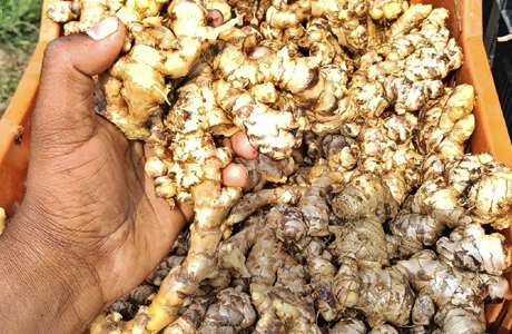 "एक जिला एक उत्पाद" से बालोद में अदरक की खेती, बढ़ी किसान की आय