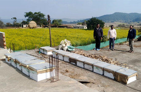 रोजगार : कम लागत में अधिक मुनाफा दे सकता है मधुमक्खी पालन