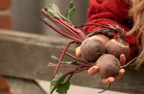 चुकंदर को लेकर हैं भारी खुशफहमियां, जाने इसकी असलियत