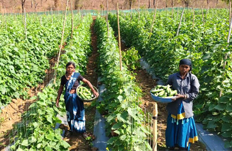 बिहान योजना : खीरा की खेती ने बदल दी सुभद्रा आर्मी की जिन्दगी