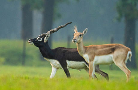 "मन की बात" में प्रधानमंत्री ने की बारनवापारा का उल्लेख, बढ़ाया मान