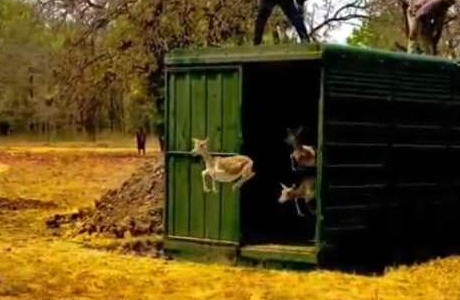 Wild Life : बारनवापारा का रामपुर ग्रासलैंड फिर हुआ काले हिरणों से आबाद